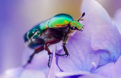 白天，绿色和蓝色甲虫栖息在紫色花朵上的特写镜头